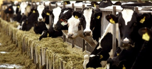 Απίστευτο: Από που νομίζουν 17 εκατ. Αμερικανοί ότι προέρχεται το σοκολατούχο γάλα